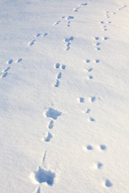 Bir festival kış arka plan için kışın taze beyaz kar hayvan izlemeler.