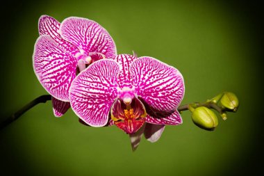 yeşil arkaplanda orkide.