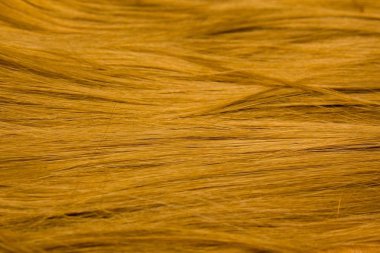 Sarı saç peruğu. Beyaz arka planda bal sarısı saç teli, üst manzara. Kuaför servisi, saç gücü, saç kesimi, saç stili, ölme ya da boyama, saç eklentisi, tedavi konsepti