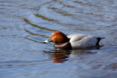 Yaban ördeği, yüzme su, doğal arka plan. 