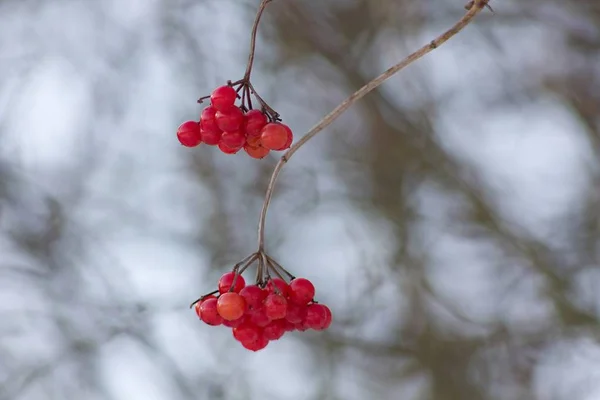 Red Viburnum Tree Frozen — стоковое фото