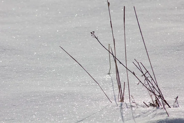 雪の中の凍った草 — ストック写真