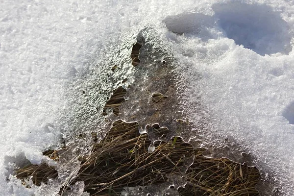 Spring Background Melting Snow Meadow Growing Grass End Winter — Foto Stock