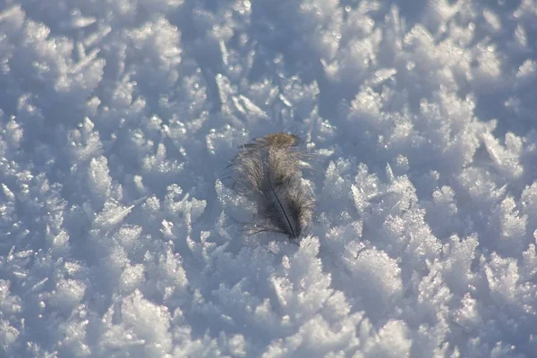 Bird feather on snow.