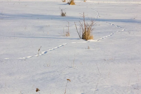 Huellas Animales Nieve — Foto de Stock