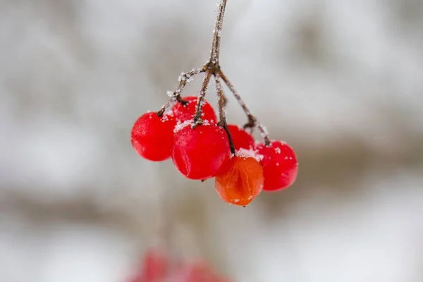 Red Viburnum Opulus Winter — Stock Fotó