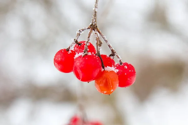 Red Viburnum Opulus Winter — Fotografia de Stock