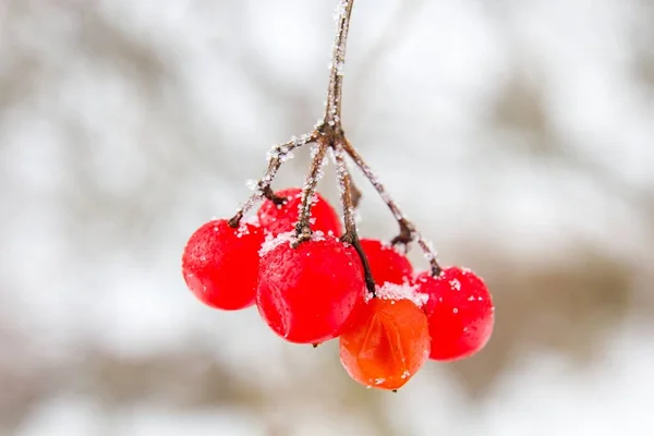 Red Viburnum Opulus Winter — Fotografia de Stock