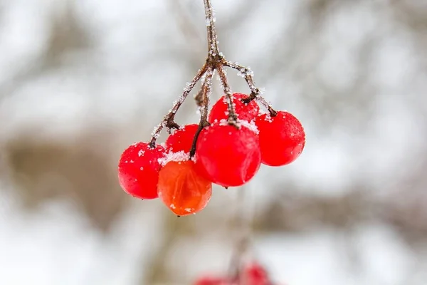 Red Viburnum Opulus Winter — Stockfoto