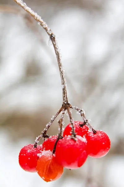Vörös Viburnum Opulus Télen — Stock Fotó