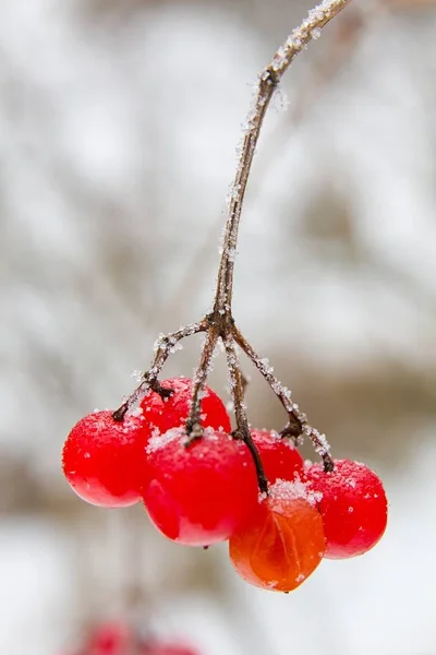 Vörös Viburnum Opulus Télen — Stock Fotó