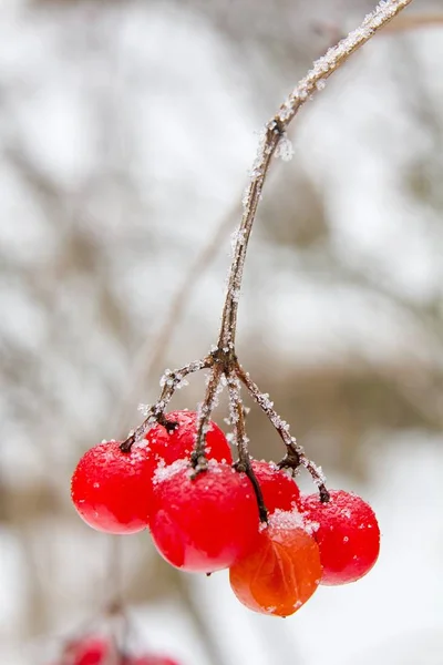 Vörös Viburnum Opulus Télen — Stock Fotó