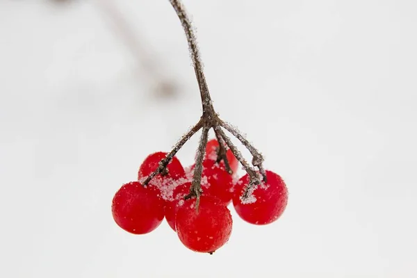 Red Viburnum Opulus Winter — Stok fotoğraf