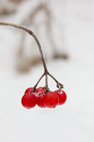 Red Viburnum Opulus Winter — Stock fotografie