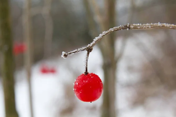 Red Viburnum Opulus Winter — 스톡 사진