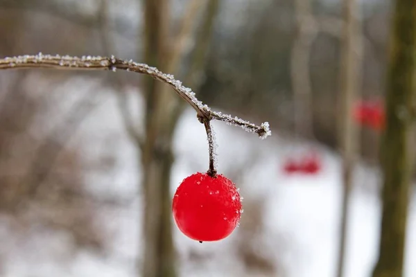 Kışın kırmızı viburnum opulus.