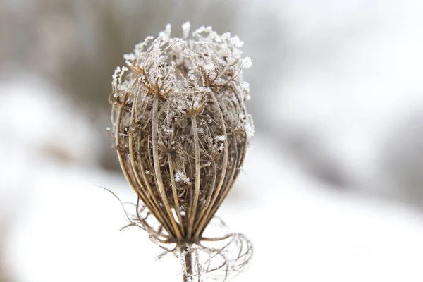 Frosted Plants Snow Daytime —  Fotos de Stock
