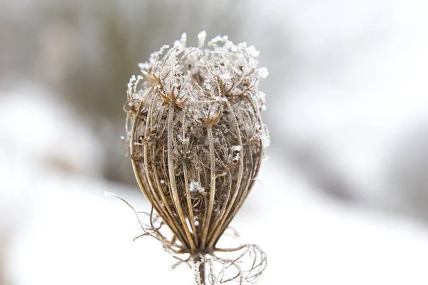 Frosted Plants Snow Daytime —  Fotos de Stock