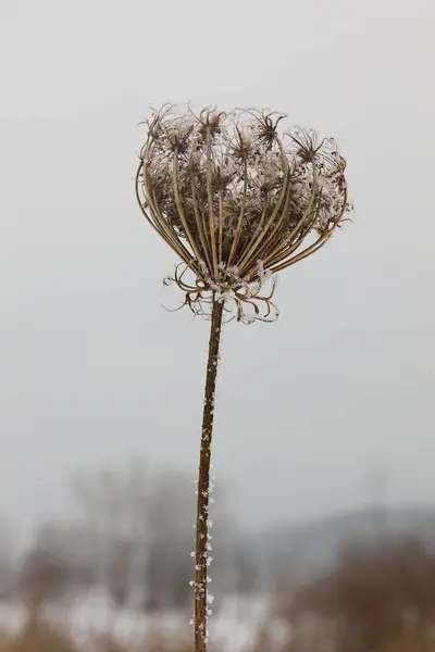 Frosted Plants Snow Daytime —  Fotos de Stock