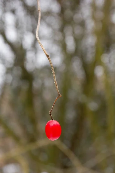 Red Viburnum Tree Frozen — Stockfoto