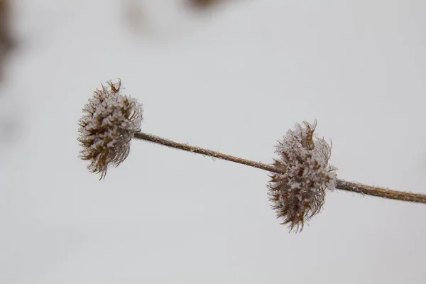 Suchý Květ Mrazu Zimním Sněhu — Stock fotografie
