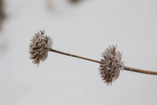 Dry Flower Frost Winter Snow —  Fotos de Stock