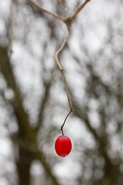 Red Viburnum Tree Frozen — Stok fotoğraf