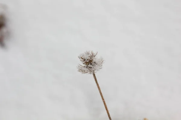 Dry Flower Frost Winter Snow —  Fotos de Stock
