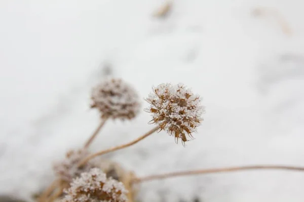 Dry Flower Frost Winter Snow — Foto de Stock