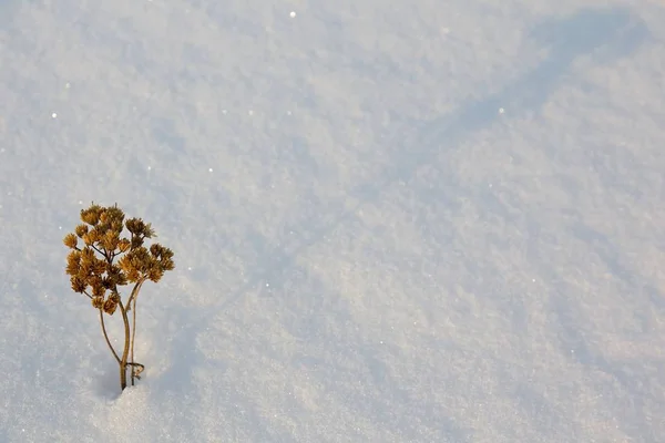Dry Flower Frost Winter Snow — 图库照片