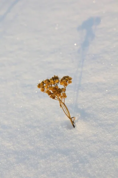 Dry Flower Frost Winter Snow — Foto de Stock