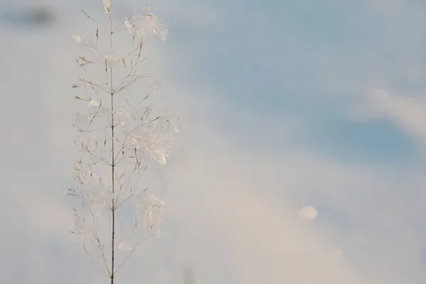 Small Plant Blurred Winter Background — Zdjęcie stockowe