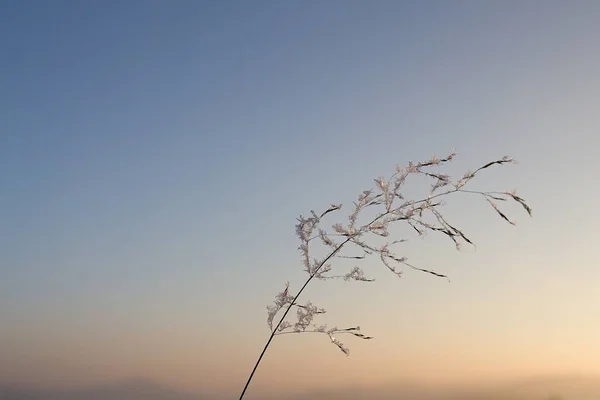 Small Plant Blurred Winter Background — Stockfoto