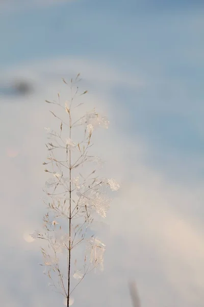 Small Plant Blurred Winter Background — Photo