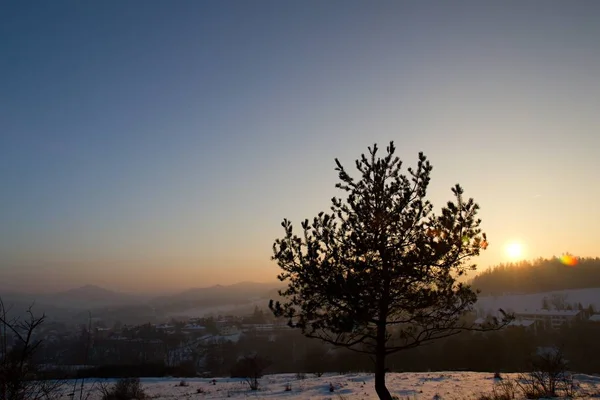 Tree Silhouette Sunlight Sunset Time Frozen Meadow Background — Stockfoto