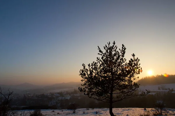 Tree Silhouette Sunlight Sunset Time Frozen Meadow Background — стоковое фото