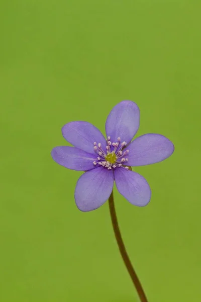 Trilobulare Liverwort Hepatica Nobilis Schreb Mountain Spring Flower Green Background — Stok fotoğraf