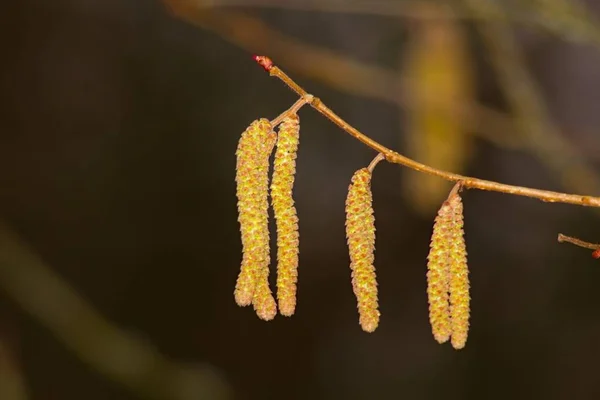 Catkin Amentum Inflorescence Which Non Stem Sessile Flowers Clustered Filamentous — Foto Stock