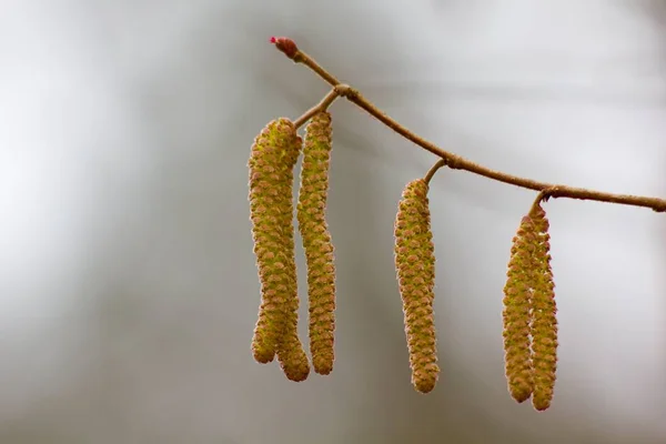 Catkin Amentum Inflorescence Which Non Stem Sessile Flowers Clustered Filamentous — ストック写真