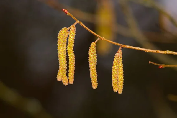 Catkin Amentum Inflorescence Which Non Stem Sessile Flowers Clustered Filamentous — Foto Stock