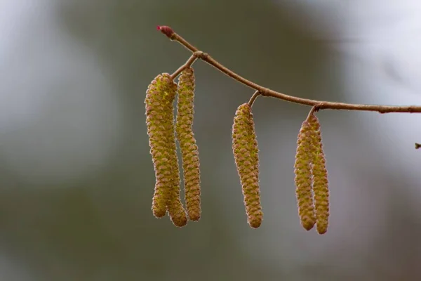 Catkin Amentum Inflorescence Which Non Stem Sessile Flowers Clustered Filamentous — Stockfoto