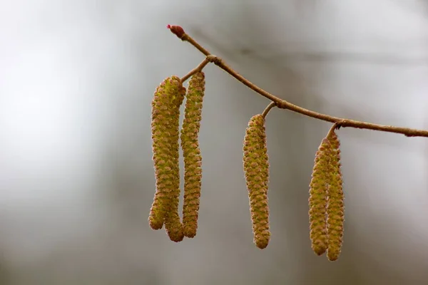 Catkin Amentum Inflorescence Which Non Stem Sessile Flowers Clustered Filamentous — ストック写真