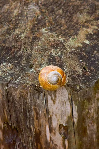 Snail Conque Maison Vide Escargot Fond — Photo