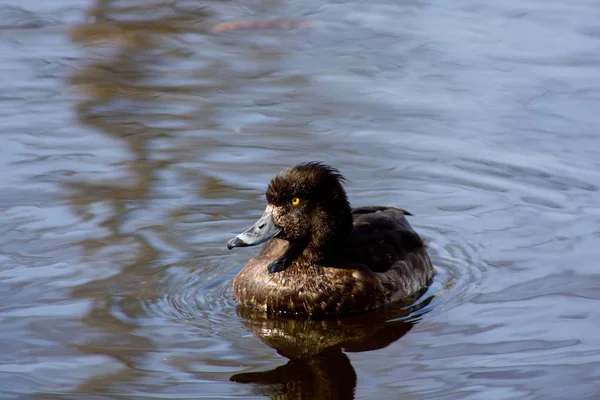 Wild duck, swim in water, natural background.