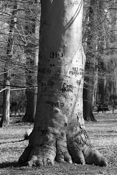 Old Signs Messages Lovers Tree Bark — Stock fotografie