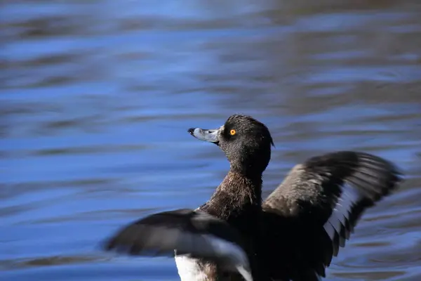 Canard Sauvage Baignade Dans Eau Fond Naturel — Photo