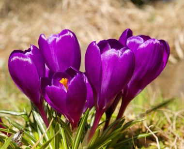 Mor çiçek Çiğdem bahar doğa arka plan üzerinde.