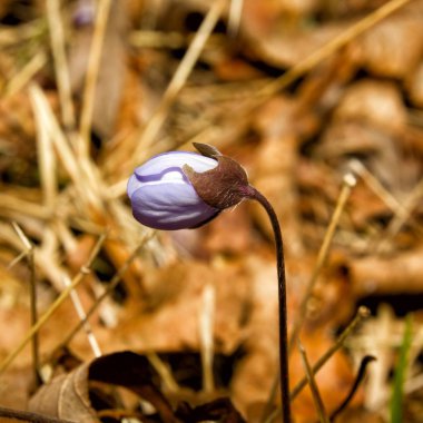 Mantarı nobilis Schreb bahar mavi çiçek bahar arka plan üzerinde.