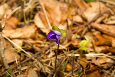 Mantarı nobilis Schreb bahar mavi çiçek bahar arka plan üzerinde.