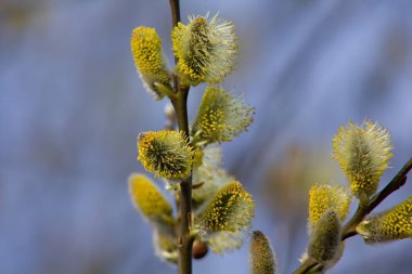 Kediler dallarında Bahar, arka plan bahar.